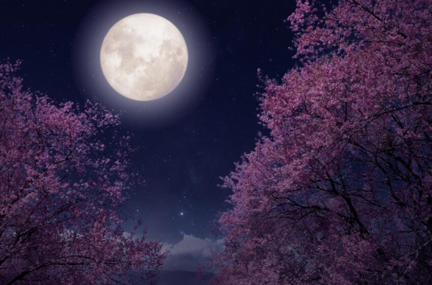  April’s ‘Pink Moon’ News: “Pink Moon” to Illuminate Night Sky on April 1, 2026